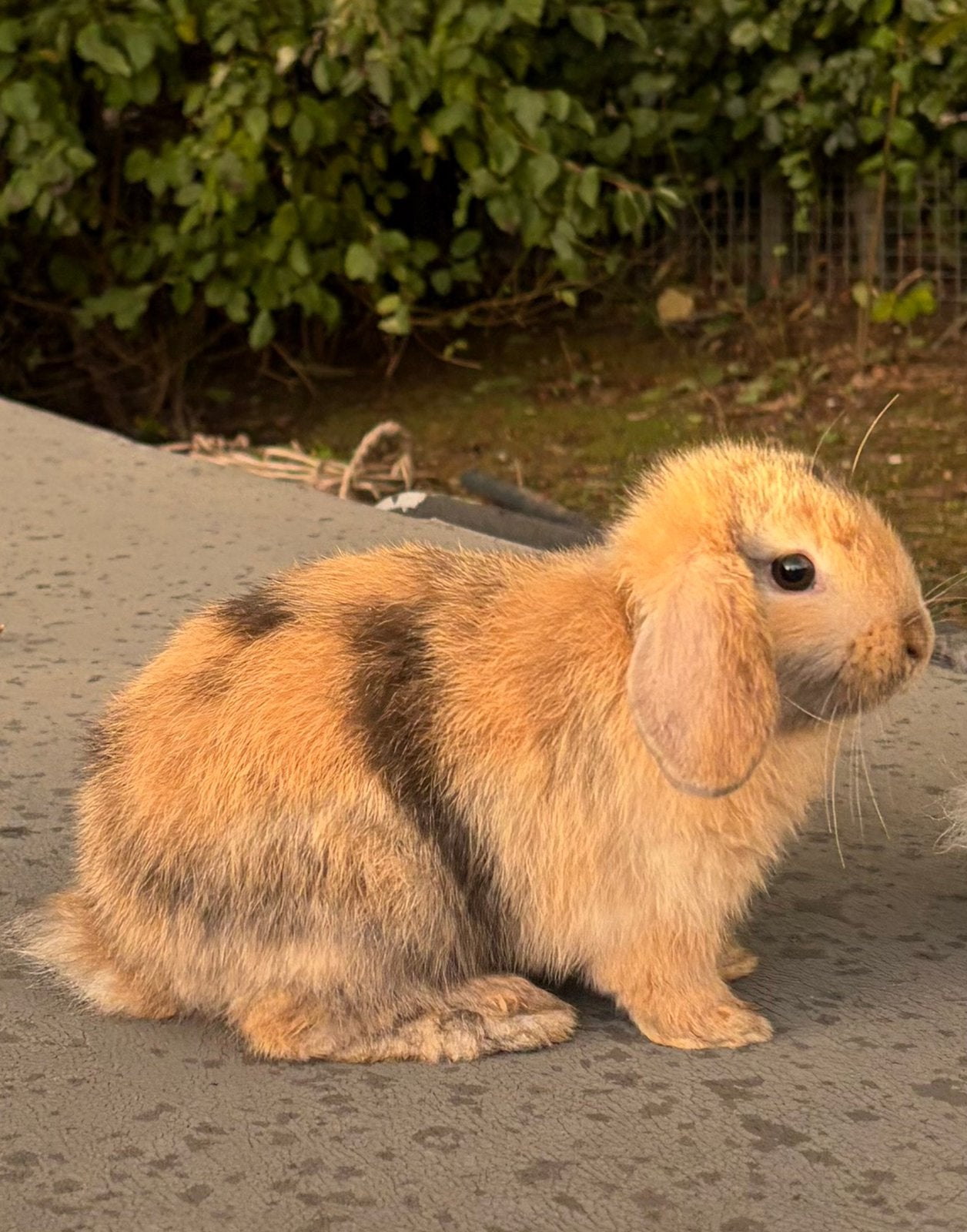 NHD hangoor dwerg konijn x minilop, Dieren en Toebehoren, Meerdere dieren, Dwerg, Hangoor