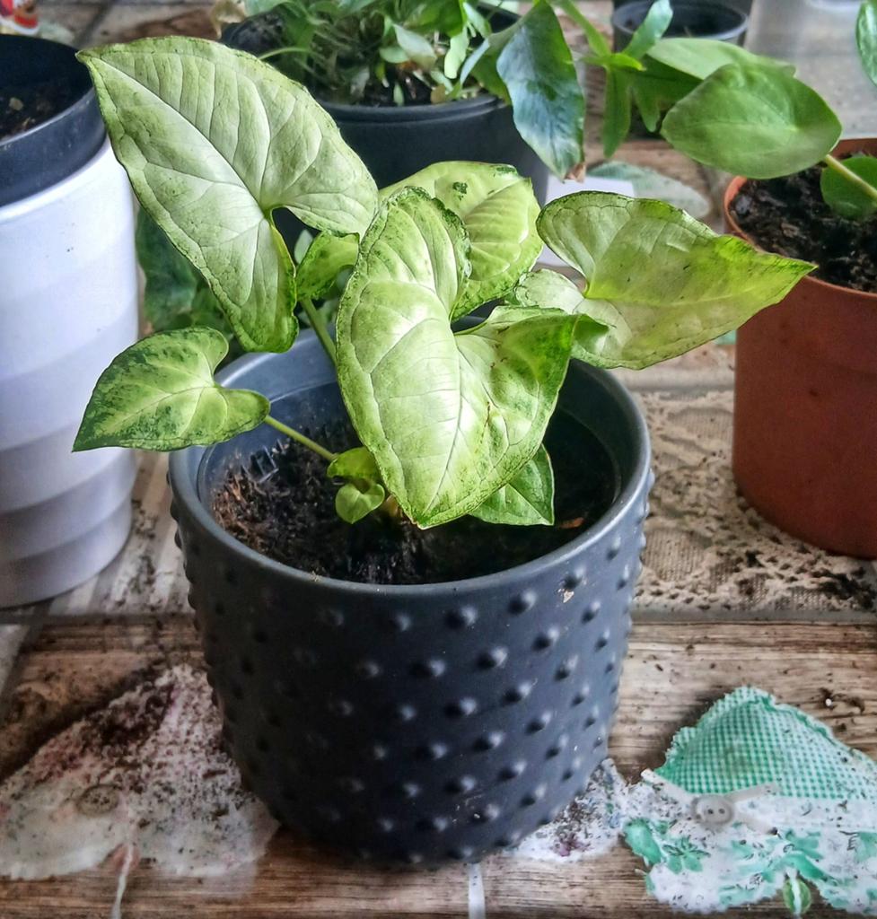 Pijlpuntplant (Syngonium) met bloempot, Huis en Inrichting, Kamerplanten, Ophalen
