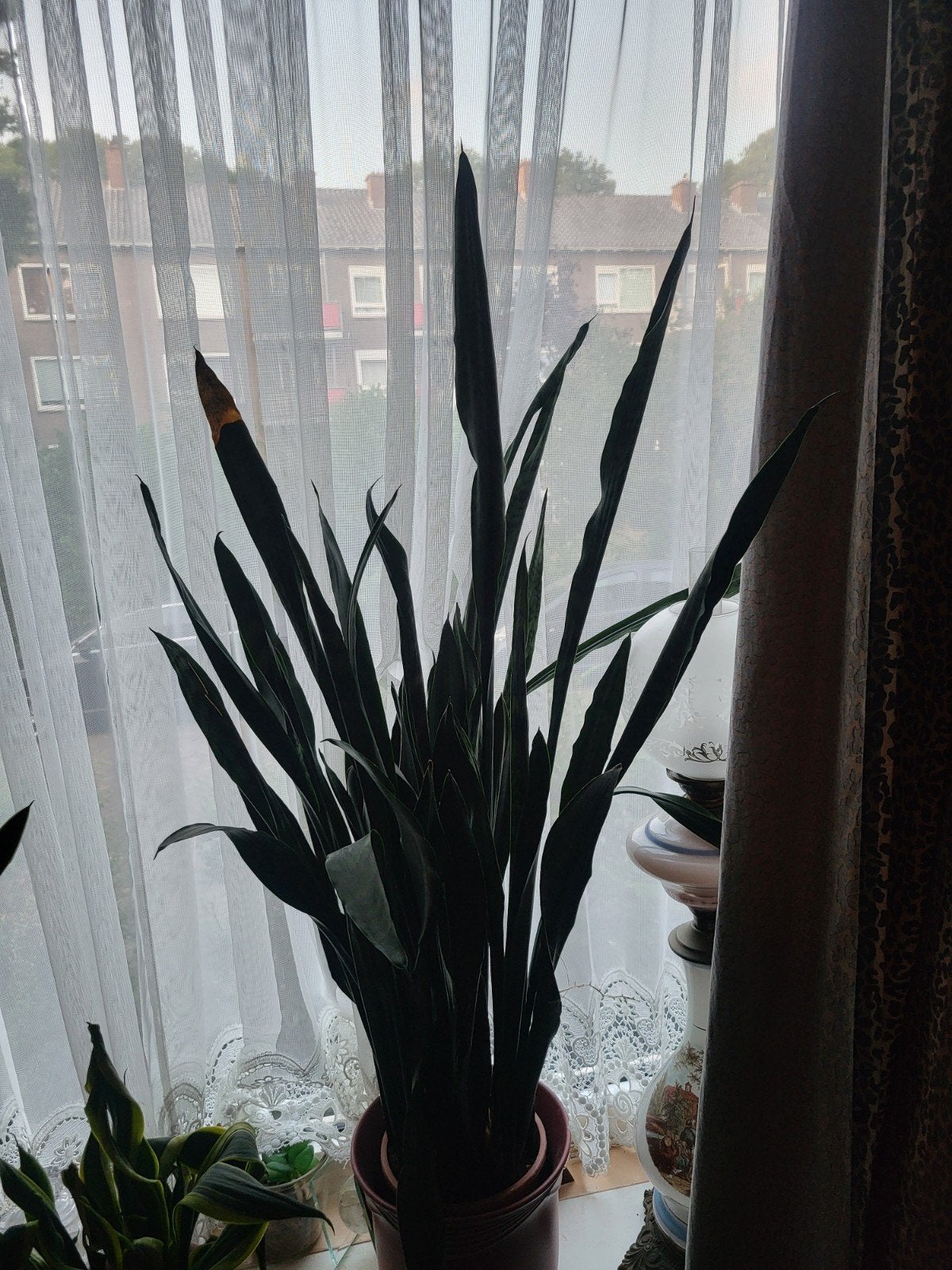 planten, Groene kamerplant, Ophalen, Halfschaduw, Minder dan 100 cm