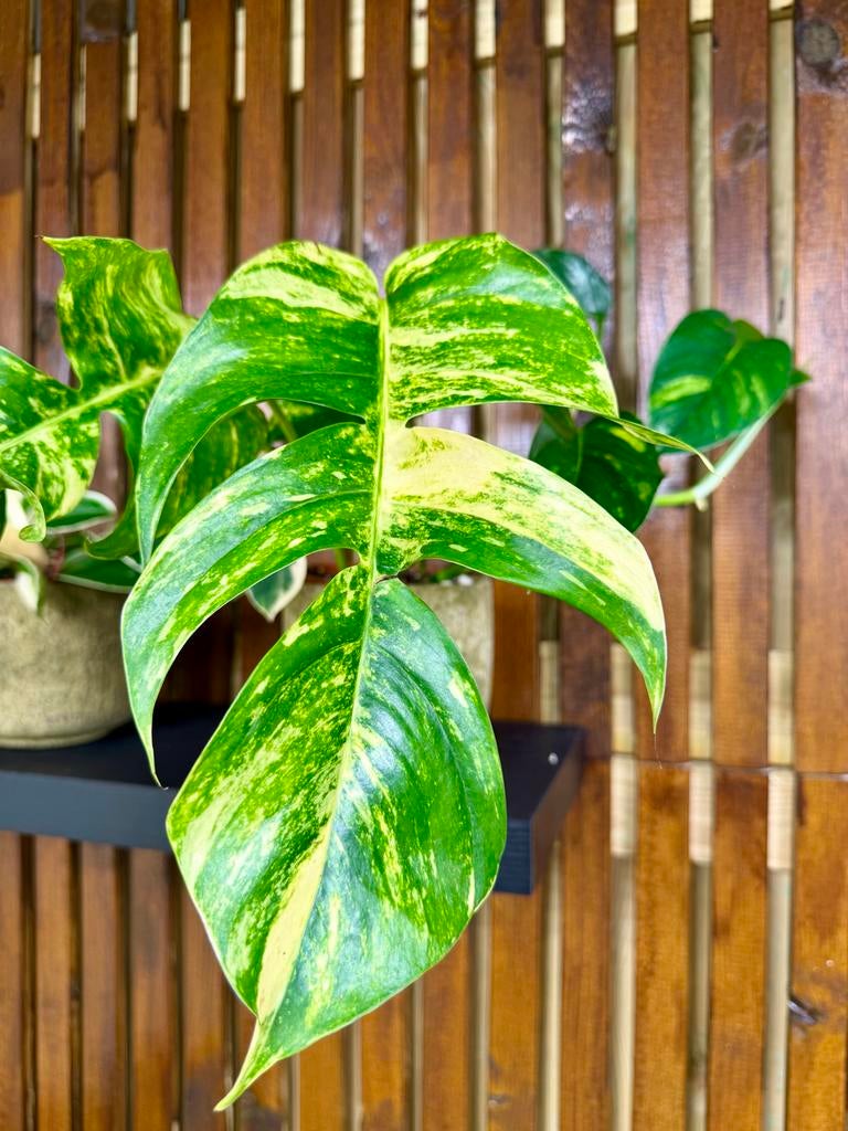 Epipremnum Golden Flame p12, Huis en Inrichting, Kamerplanten, Overige soorten, In pot, Minder dan 100 cm, Groene kamerplant