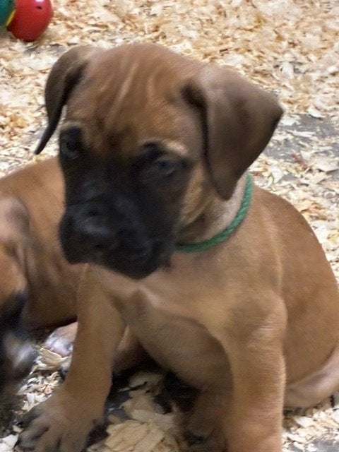 Mogen nu weg,  leuke, stoere boerboel pups met stamboom !!, Overige rassen, CDV (hondenziekte), 8 tot 15 weken, Meerdere