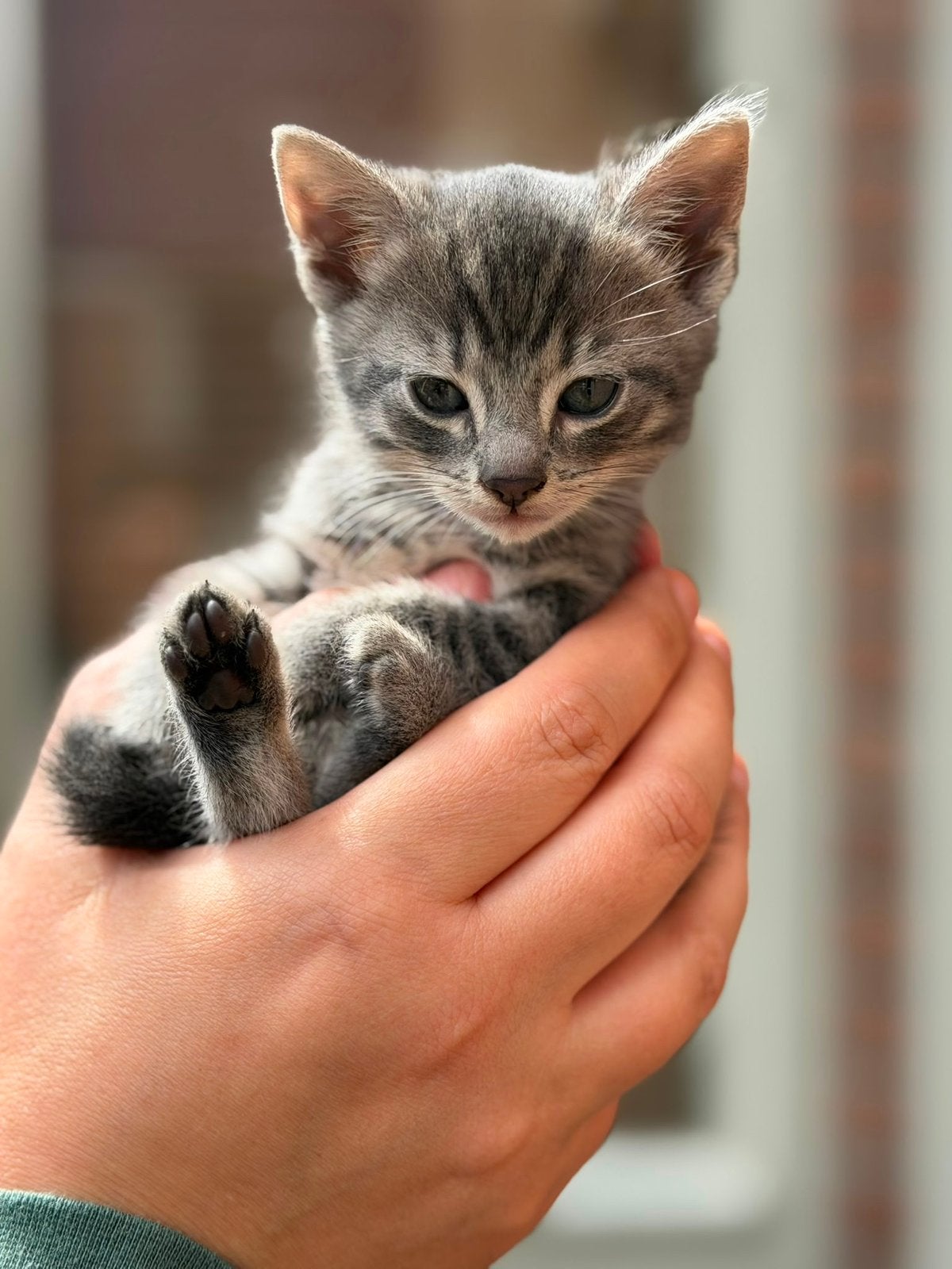 Kruising maincoon kittens, Meerdere dieren, Ontwormd