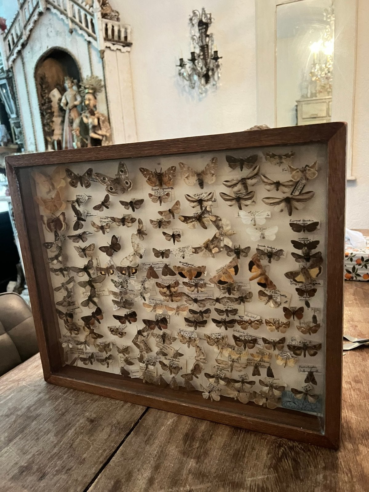 Grote vlinderlijst vlinders opgezet echt brocante, Ophalen of Verzenden
