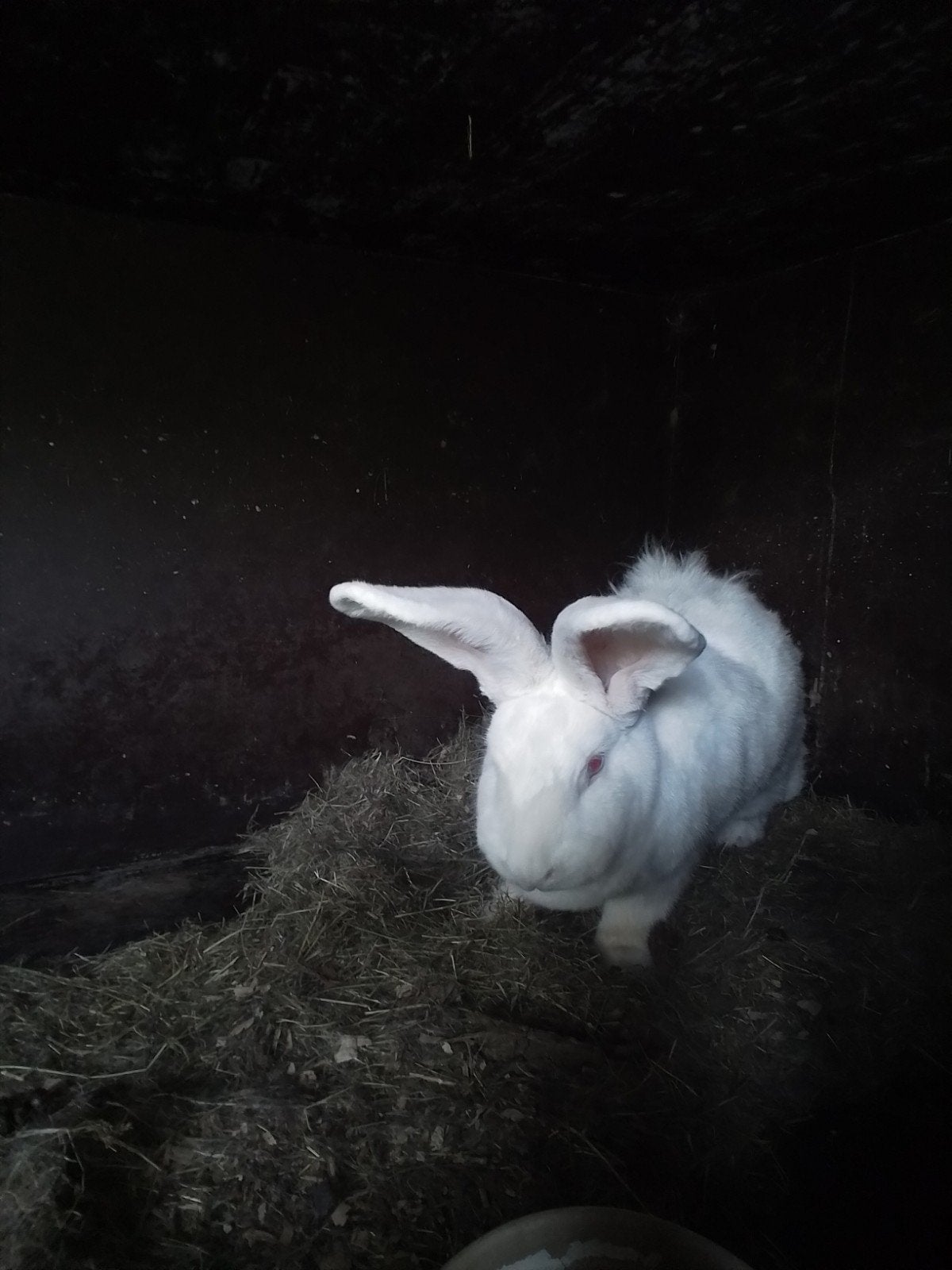 Vlaamse reus, Dieren en Toebehoren, Konijnen, Vrouwelijk, Groot