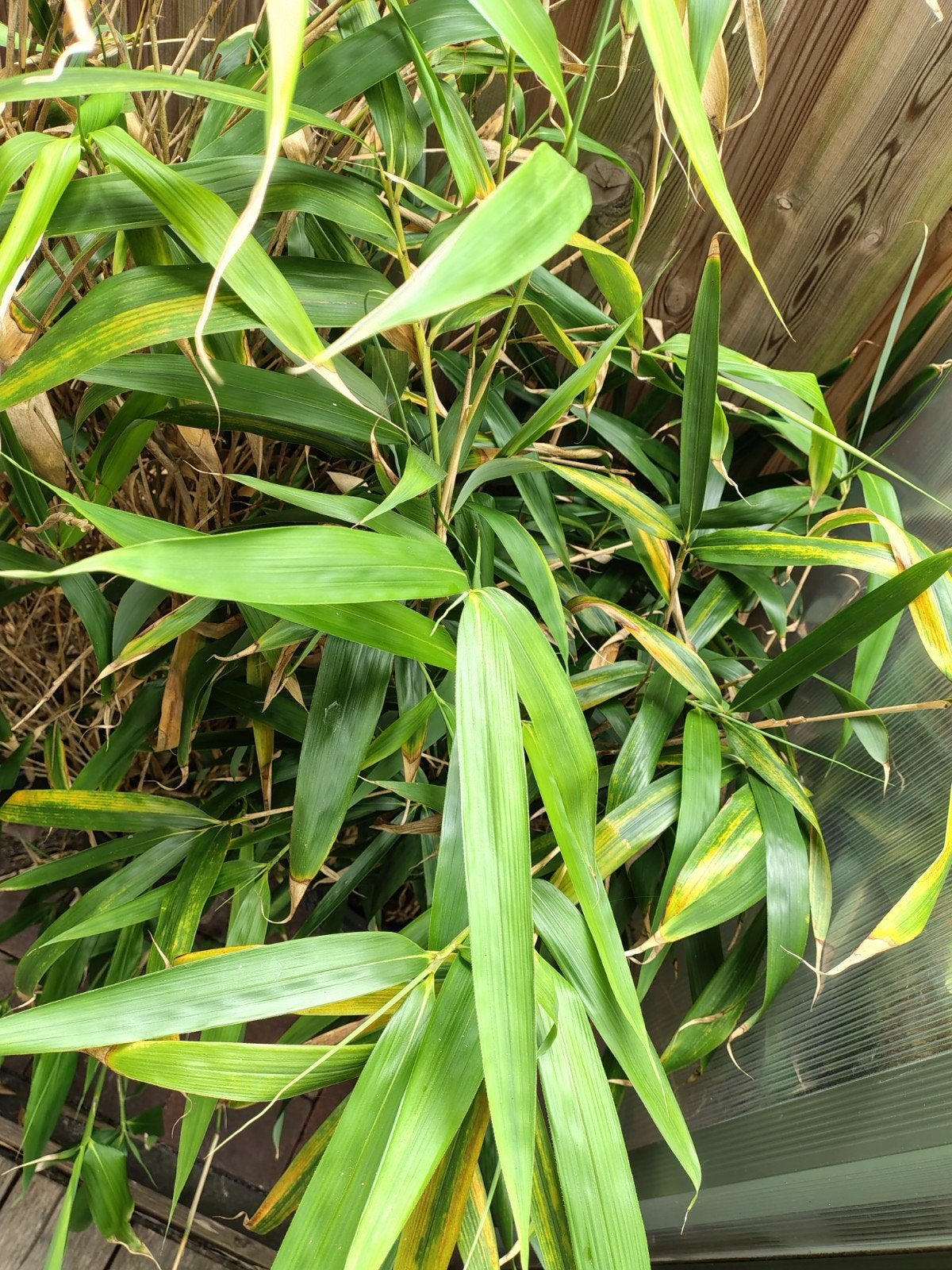 T.e.a.b: 3 stuks Pseudosasa Japonica (bamboe), Vaste plant, Bloeit niet, Halfschaduw, Ophalen