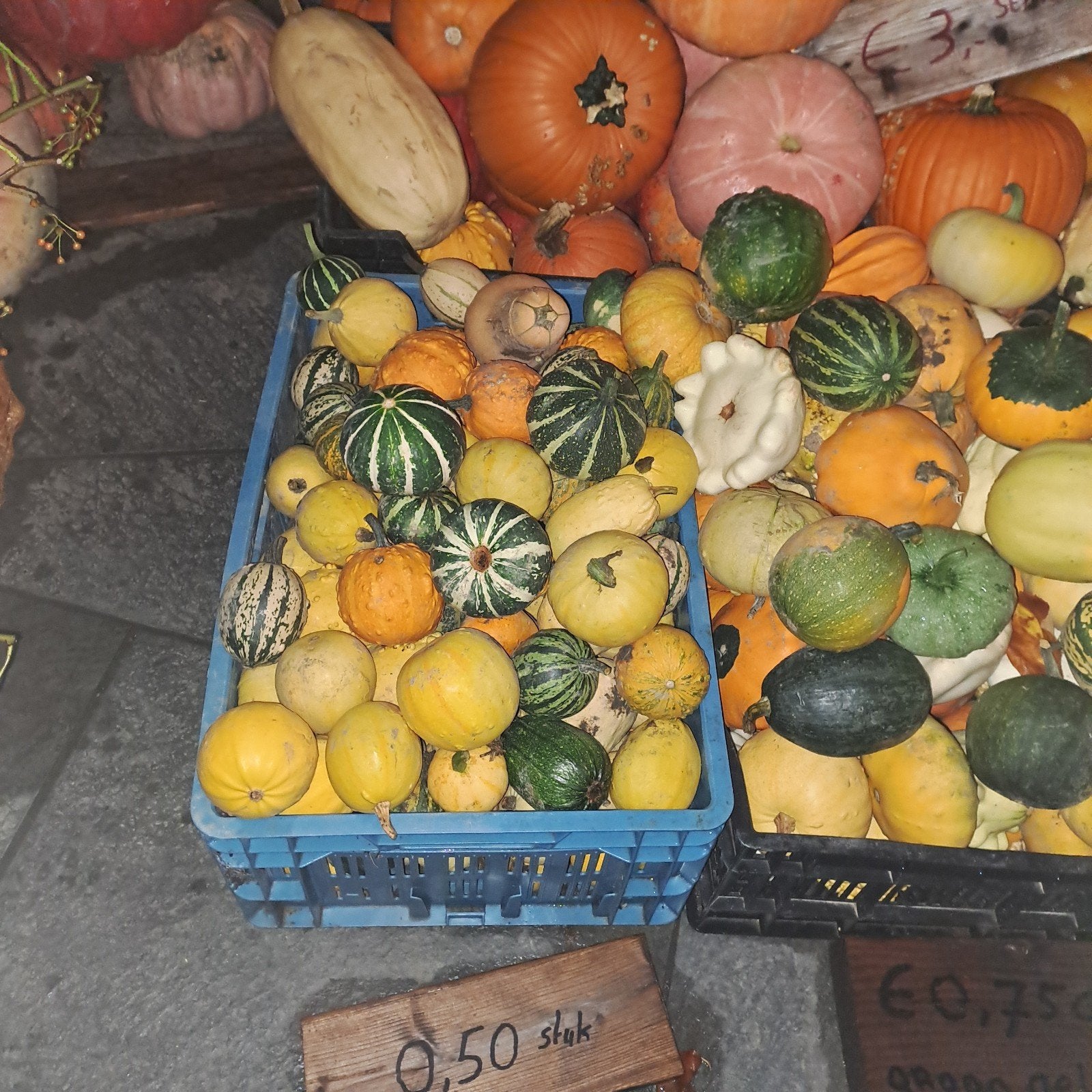 Pompoenen en Kalebassen - Tuindersweg 105 Maasdijk, Ophalen