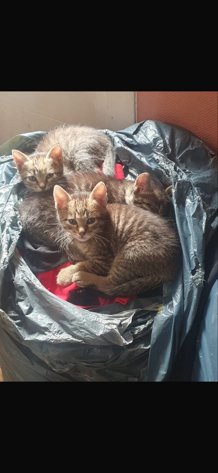 Kittens, Meerdere dieren, 0 tot 2 jaar