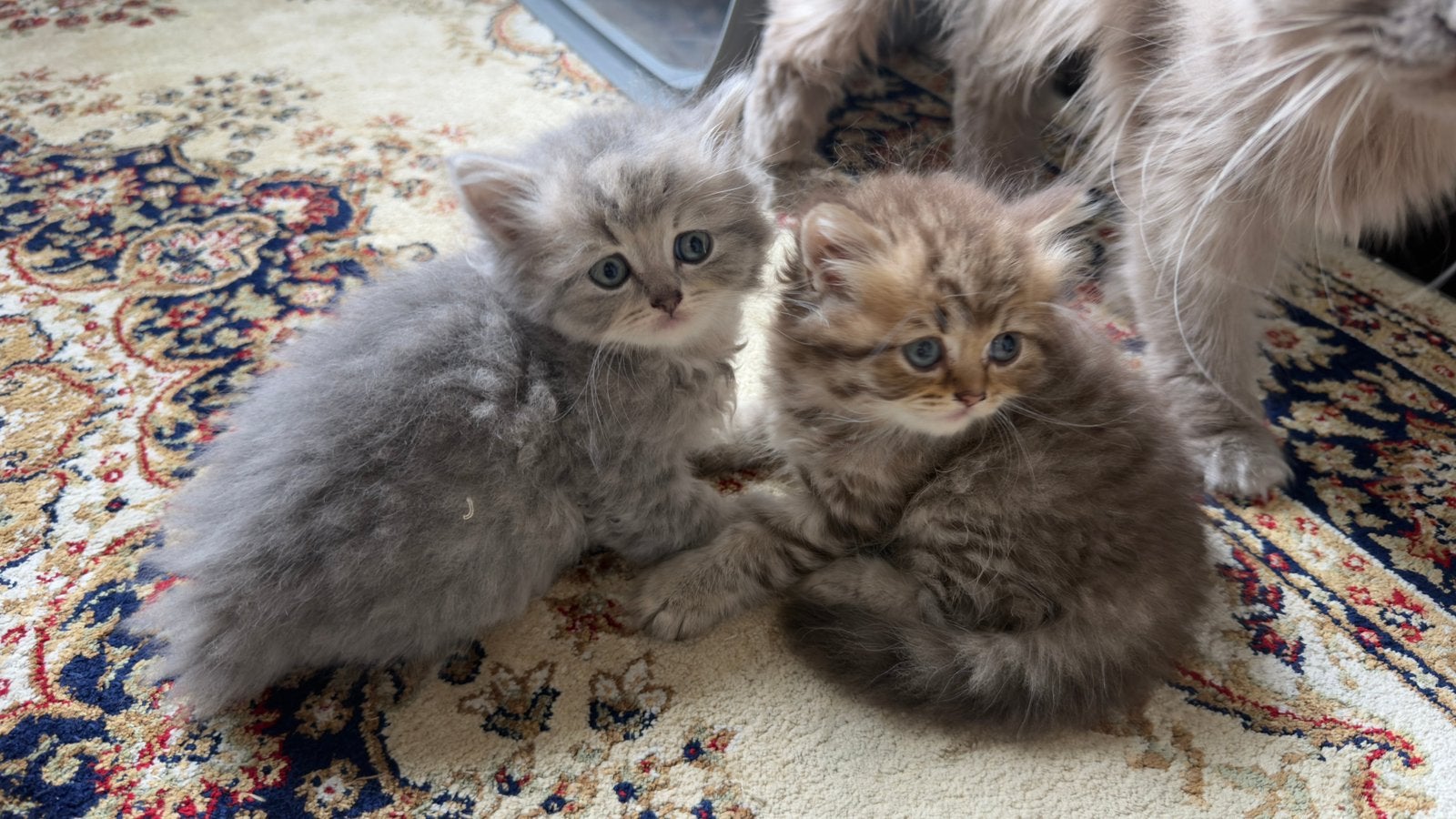 Britse Langhaar kittens – Puur ras, Dieren en Toebehoren, Katten en Kittens | Overige Katten, Meerdere dieren