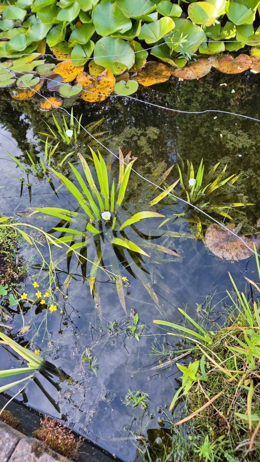 krabbescheer vijver planten verschillende diameters, Tuin en Terras, Ophalen