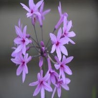 Zaden Tulbaghia violacea, Verzenden, Volle zon