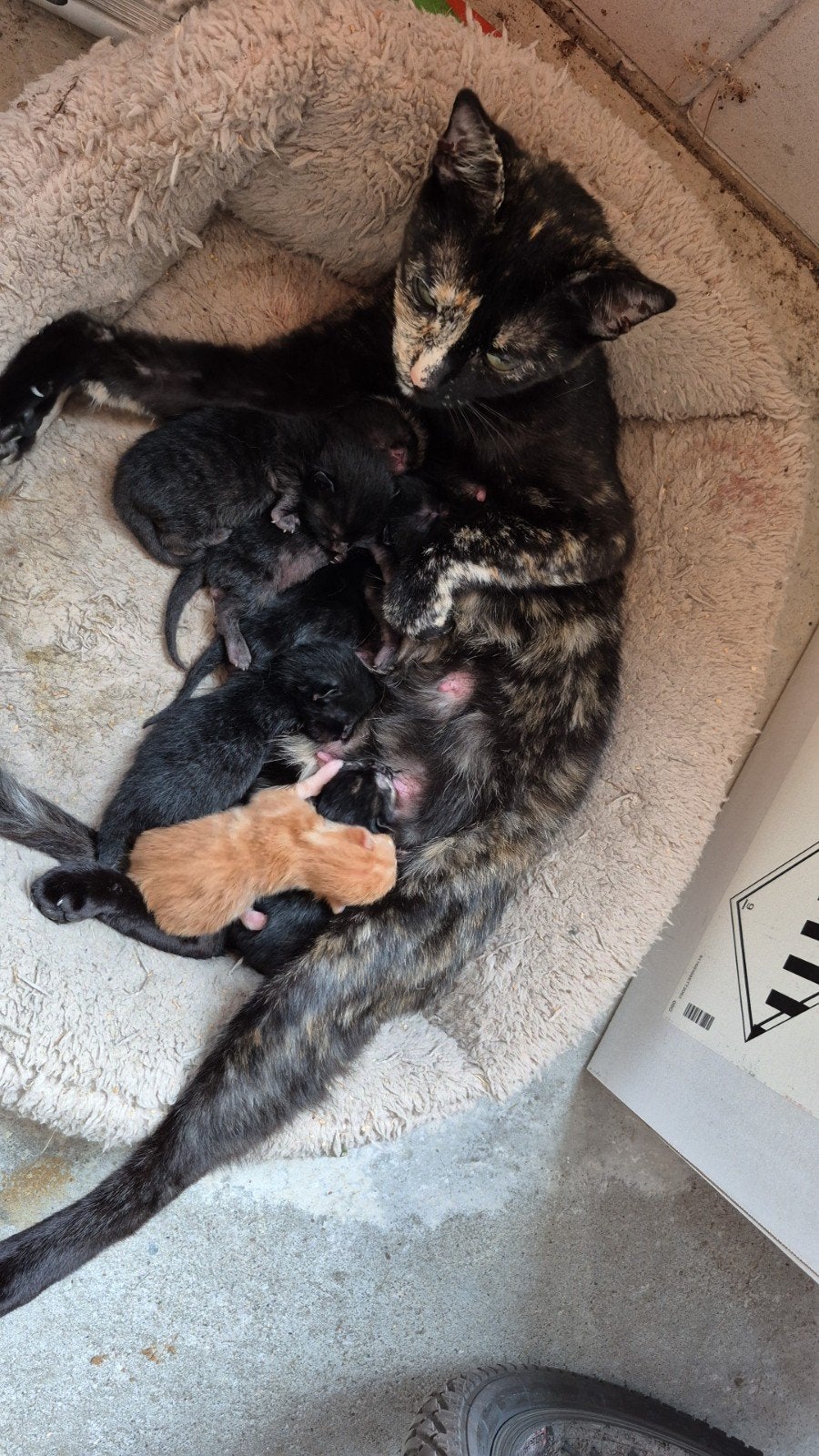 Kittens, Poes