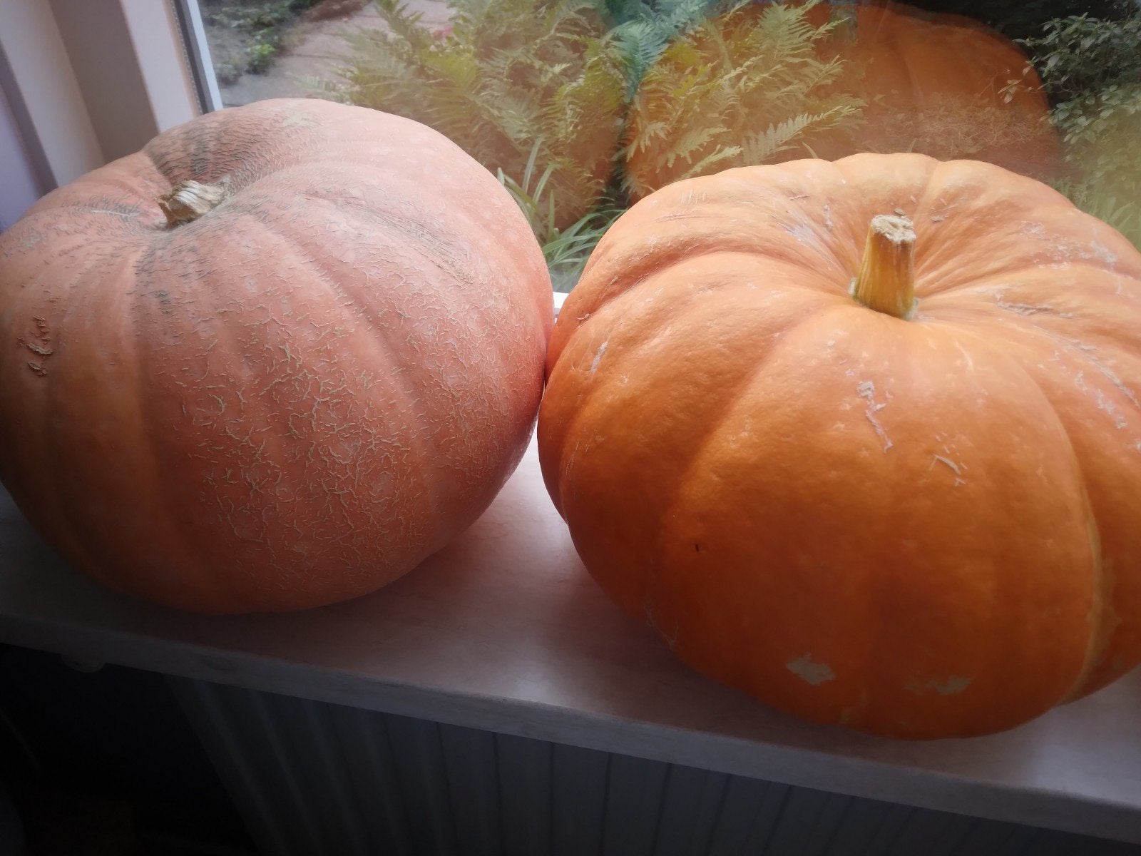 pompoenen, Tuin en Terras, Ophalen