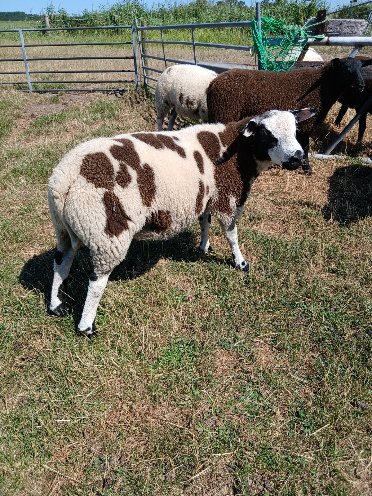 zwarte en bonte dekrammen, Dieren en Toebehoren, Schapen, Geiten en Varkens, Meerdere dieren, Schaap