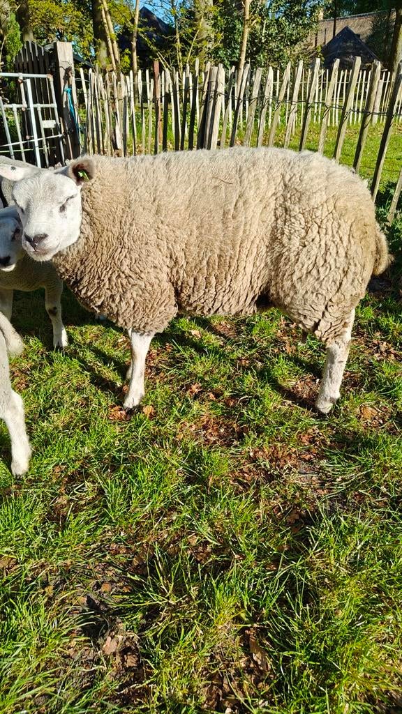 2 texelaar ooien, Dieren en Toebehoren, Meerdere dieren, Schaap