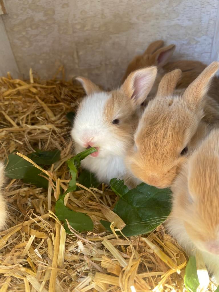 Baby dwerg konijntjes, Dieren en Toebehoren, Meerdere dieren, Dwerg