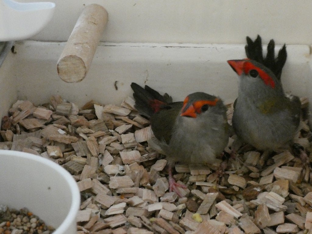 Te koop, Meerdere dieren, Tropenvogel, Geringd