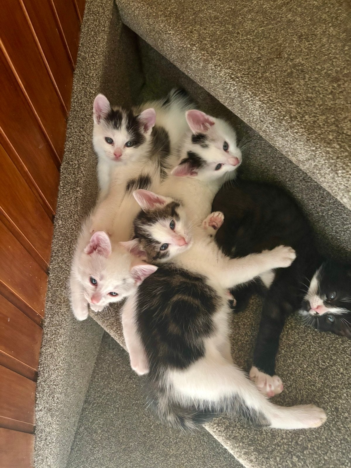 Kittens