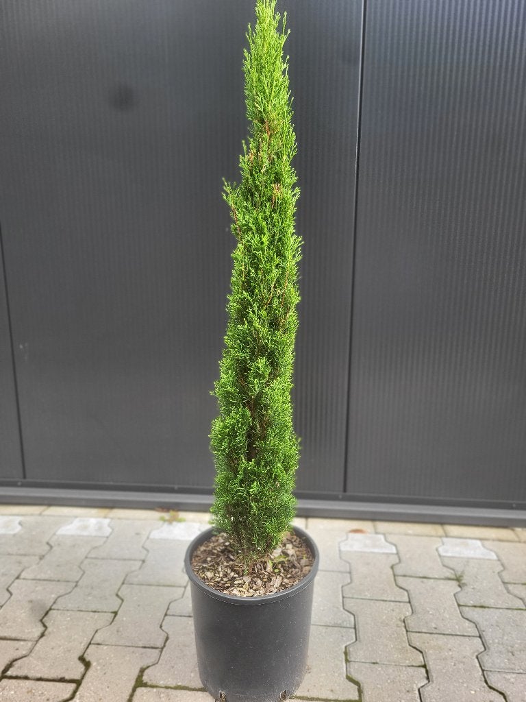 Cupressus sempervirens "Totem, Bloeit niet, Ophalen of Verzenden, Zuilboom, Volle zon