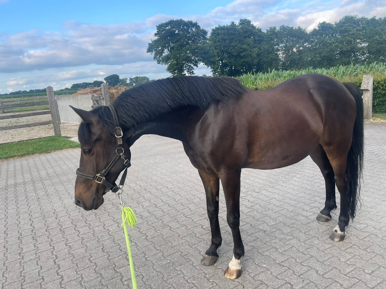 Bloedmooie E pony te koop, Dieren en Toebehoren, Pony's, Ruin, B, E pony (1.48m - 1.57m), Dressuurpony, 11 jaar of ouder, Met stamboom