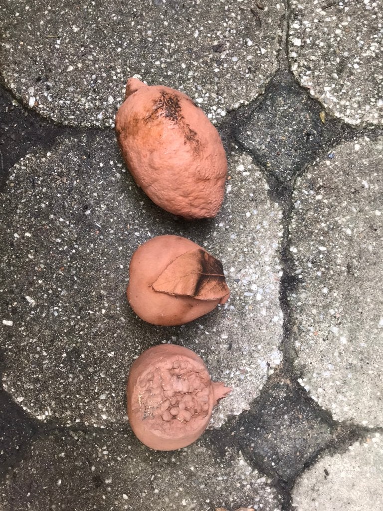 Fruit terra cotta, Verzamelen, Beelden en Beeldjes, Ophalen of Verzenden, Zo goed als nieuw, Overige typen