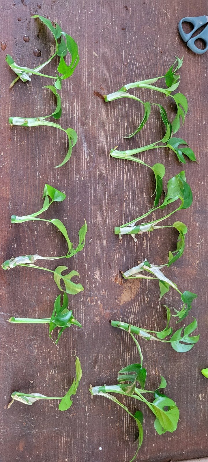 Monstera Minima (Rhaphidophora Tetrasperma) stekjes, Huis en Inrichting, Ophalen of Verzenden, Halfschaduw, Minder dan 100 cm