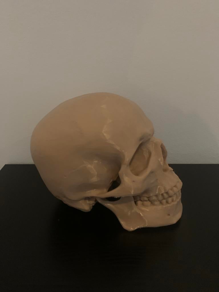 3D Geprinte Menselijke Schedel - Realistisch Model, Ophalen of Verzenden, Nieuw