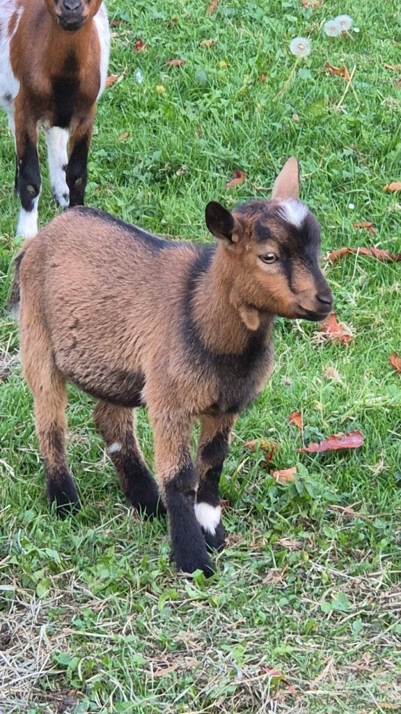 driekleurige geitenbokjes, Dieren en Toebehoren, Mannelijk, Geit, 0 tot 2 jaar