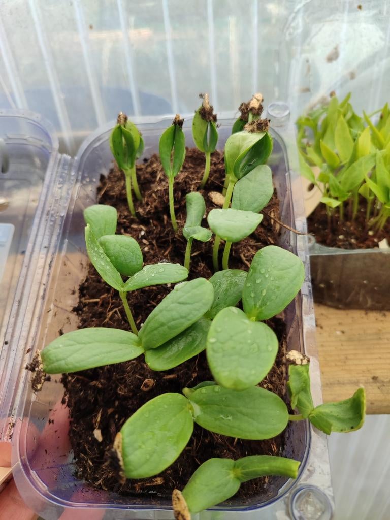 Zoete meloen plantjes stekjes voor de moestuin, Ophalen, Eenjarig, Groenteplanten, Volle zon