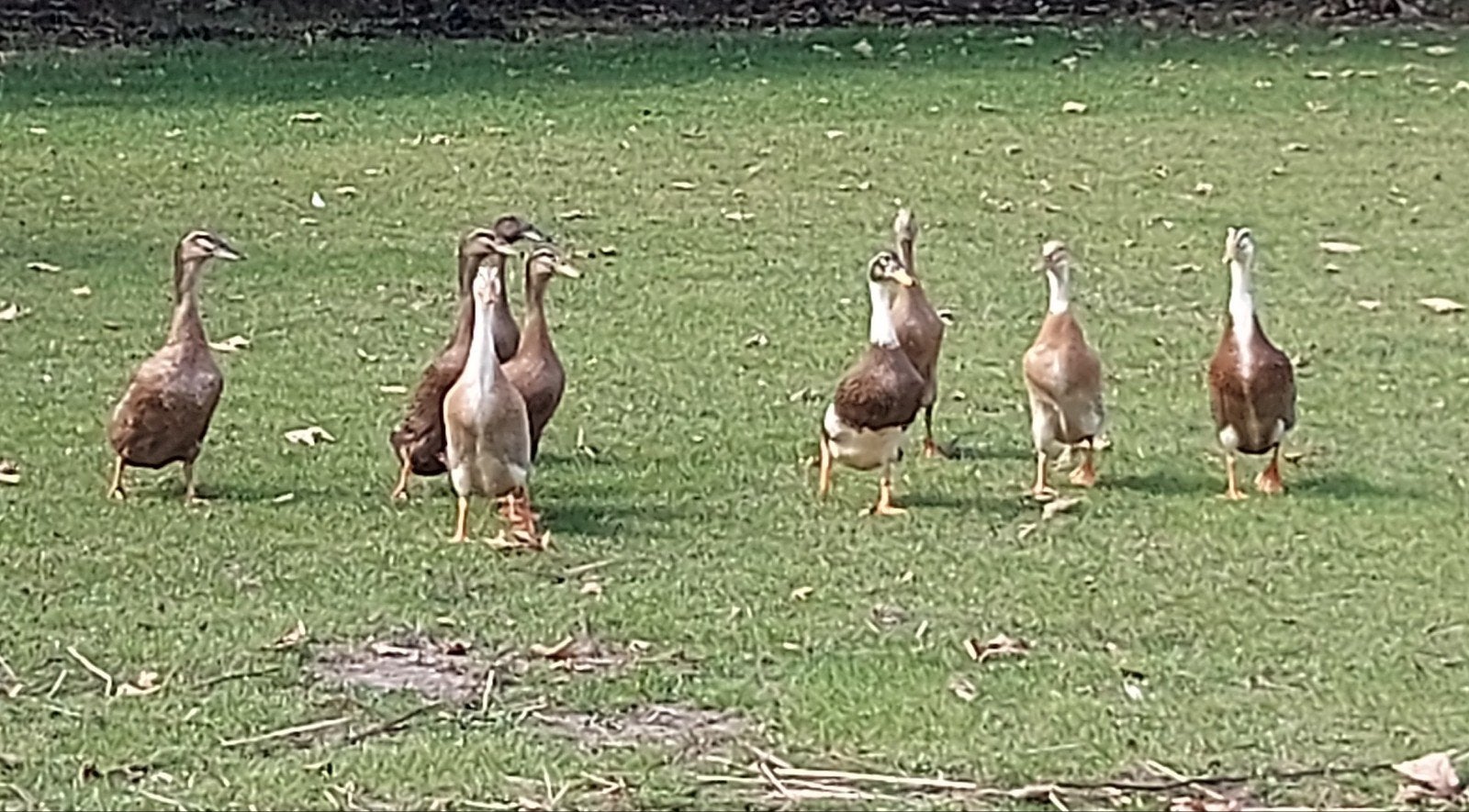 Loopeend, Meerdere dieren, Eend