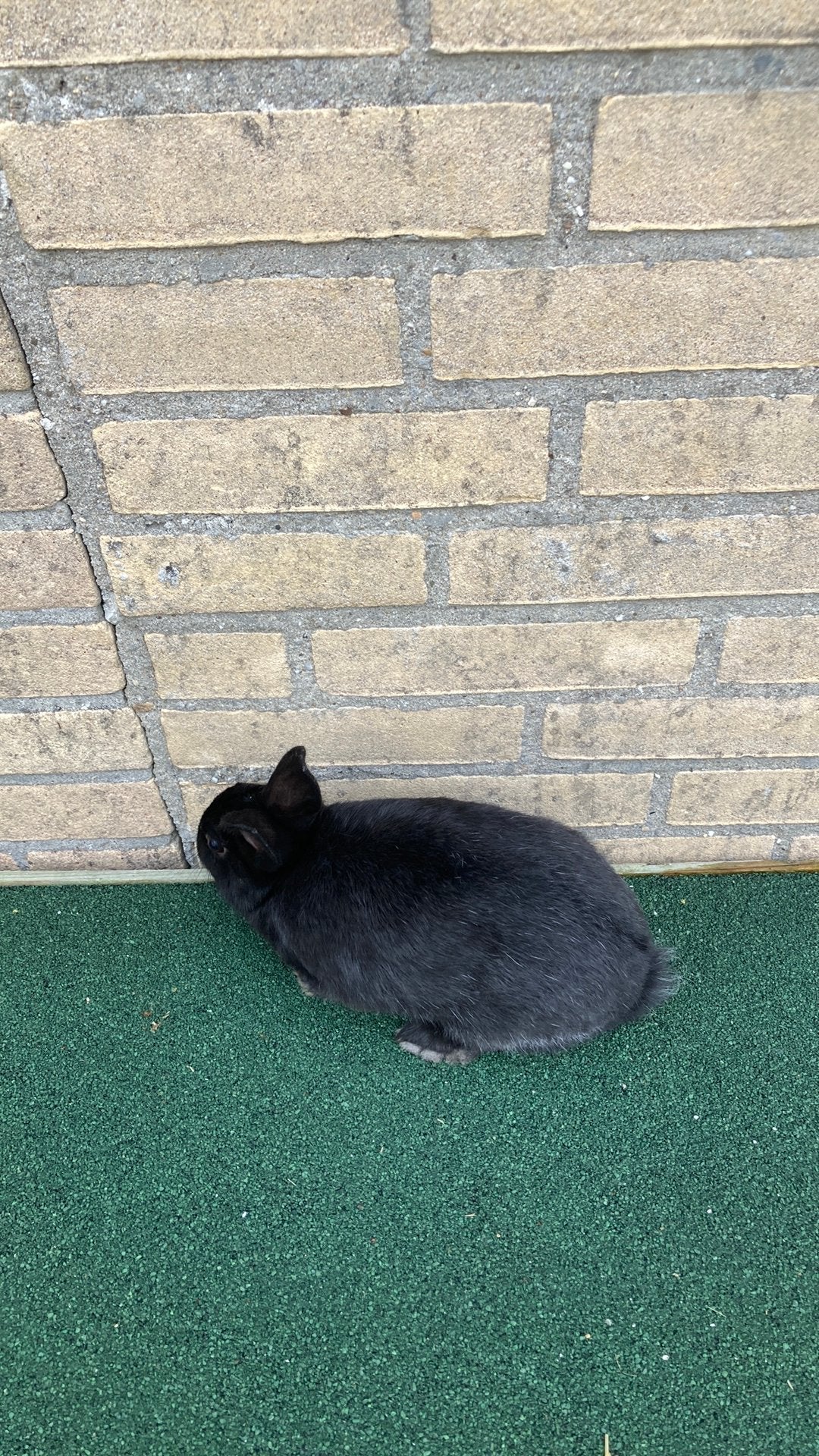 Te koop  jong zwart konijntje, Dieren en Toebehoren, Konijnen, Vrouwelijk, Klein, Hangoor, 0 tot 2 jaar