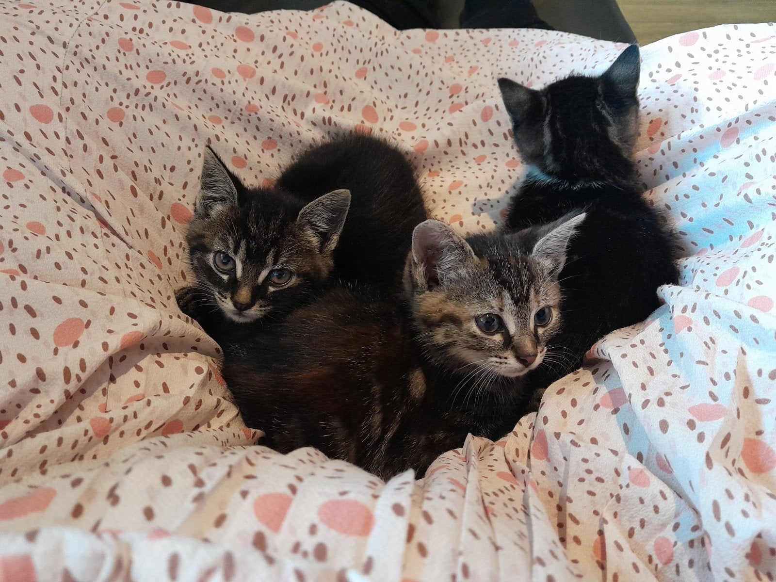 Schitterende kittens zijn op zoek naar jou, Dieren en Toebehoren, Katten en Kittens | Overige Katten, Meerdere dieren