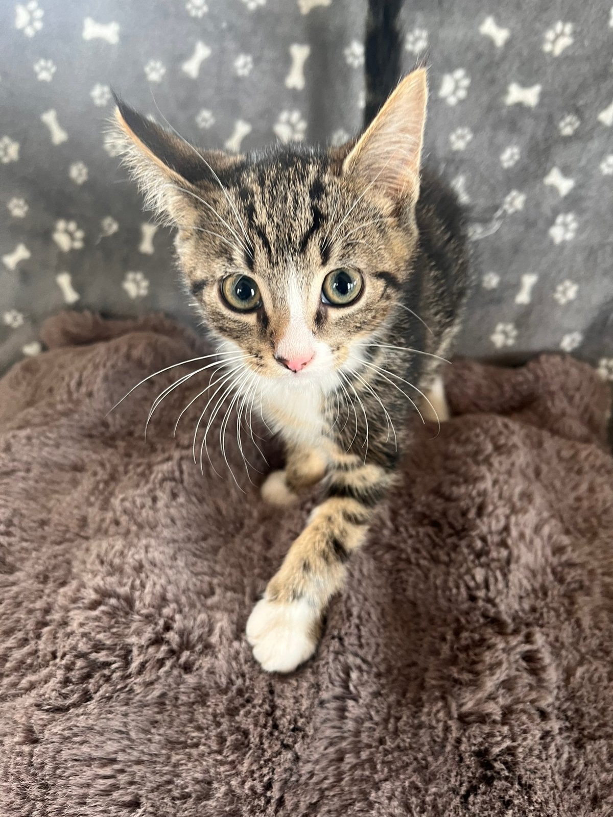 Nog 2 lieve kittens te koop!!, Dieren en Toebehoren, Katten en Kittens | Overige Katten, Meerdere dieren, 0 tot 2 jaar