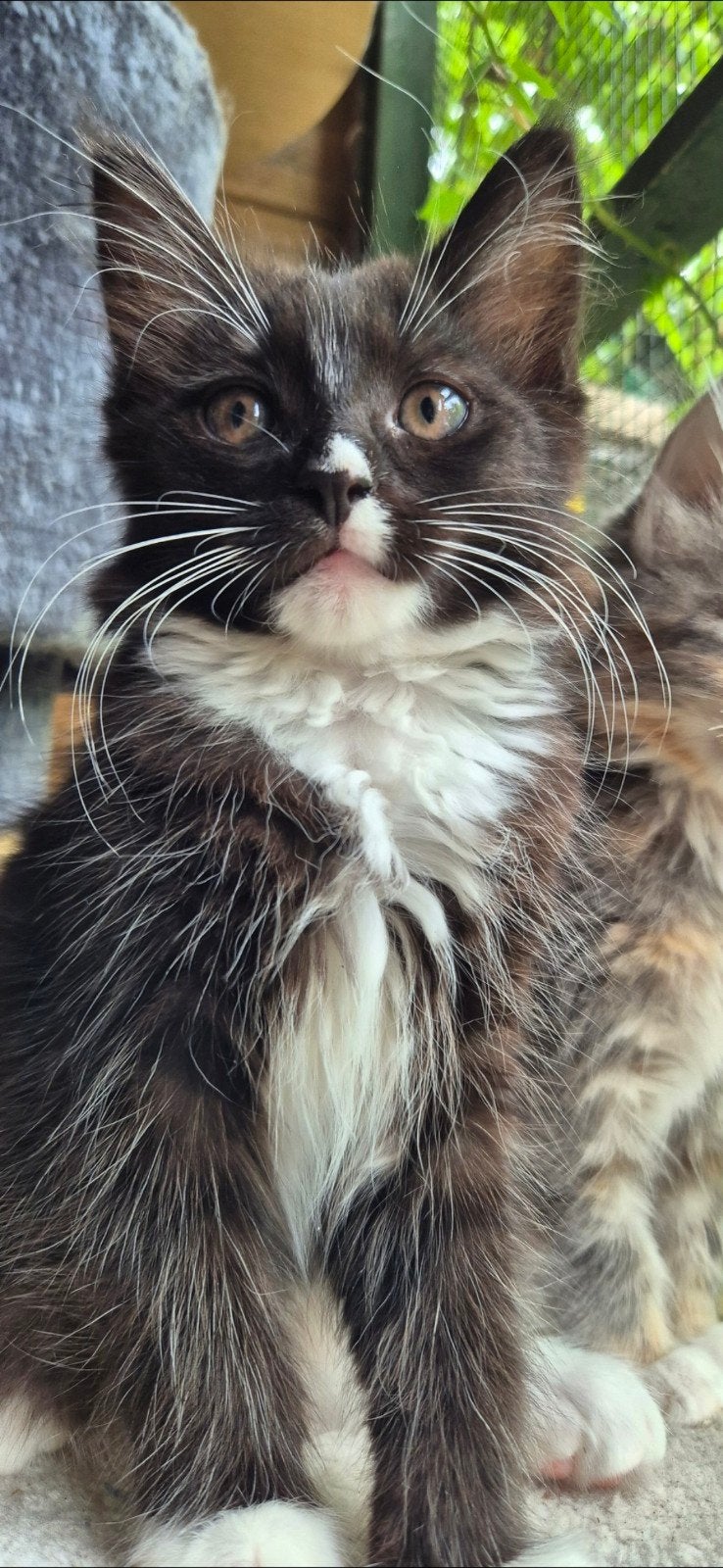 mainecoon ragdoll  katertje, Dieren en Toebehoren, Katten en Kittens | Raskatten | Langhaar, Kater, Ontwormd, 0 tot 2 jaar
