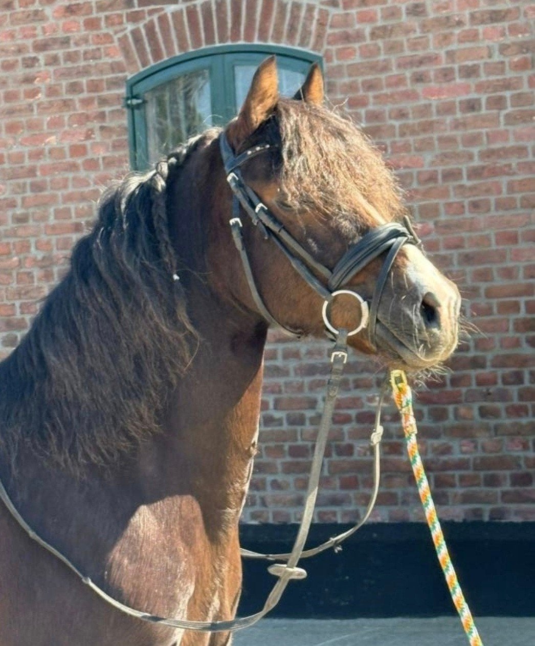 Pony Welsh Cob Ruin 11 jaar, Ophalen