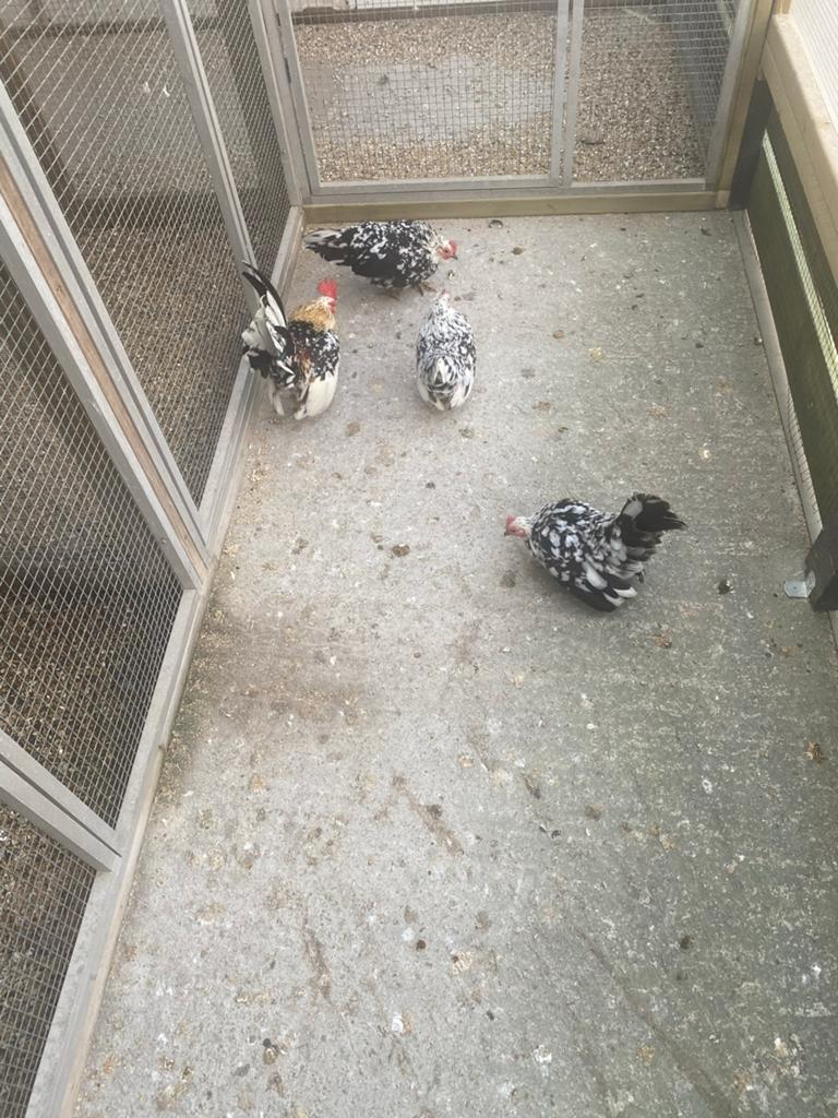 Broedeieren, Dieren en Toebehoren, Geslacht onbekend, Kip