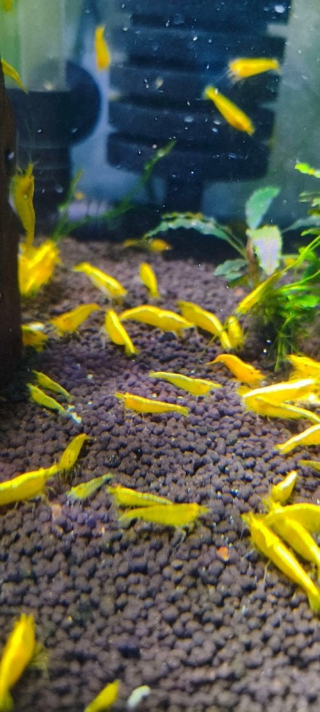 Neocaridina heteropoda garnalen (Geel), Dieren en Toebehoren, Vissen | Aquariumvissen, Vis, Zoetwatervis, Schoolvis