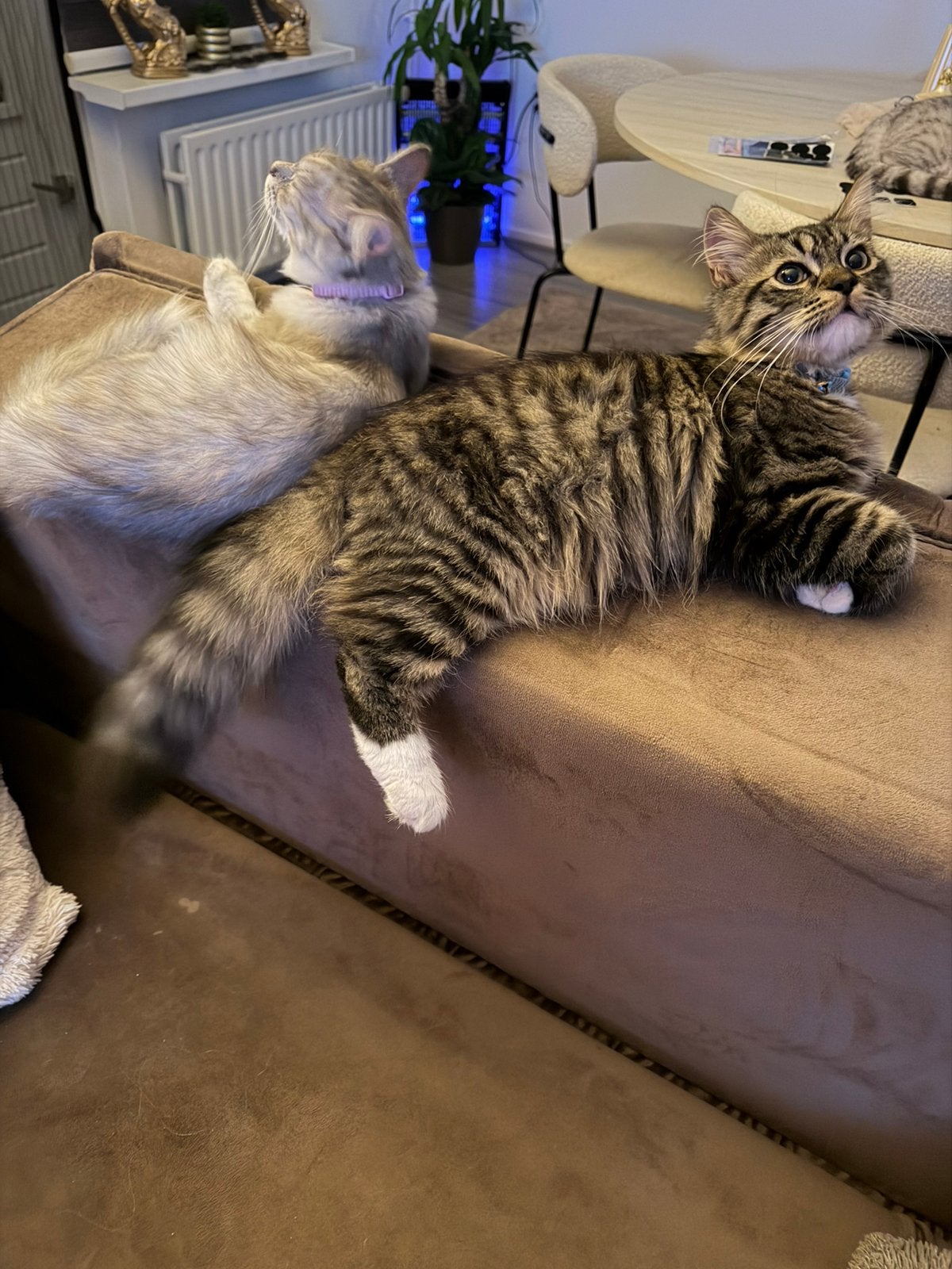 Katten, Meerdere dieren