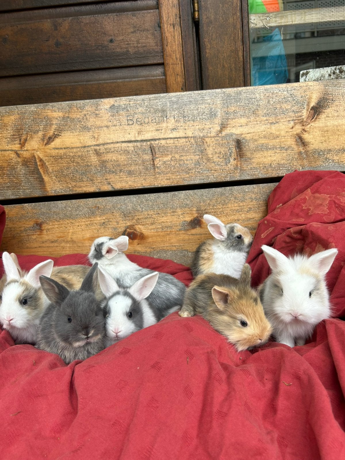 Kindvriendelijke dwergjes, leeuwenkopjes, fluffies+vosjes, Meerdere dieren, Dwerg, 0 tot 2 jaar
