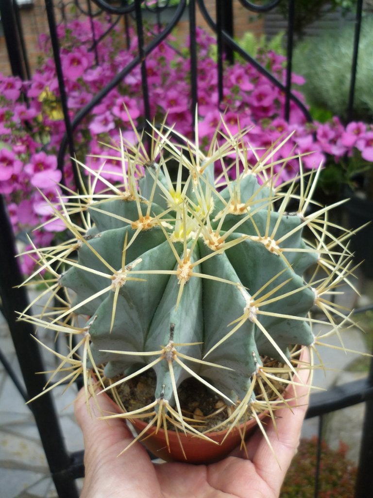 cactus - Ferocactus glaucescens, Ophalen of Verzenden, Cactus, Volle zon, Minder dan 100 cm