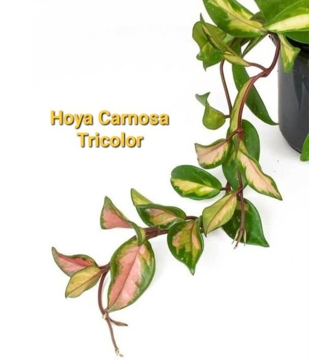 Hoya Carnosa Tricolor, grote gewortelde stek, Huis en Inrichting, Ophalen of Verzenden