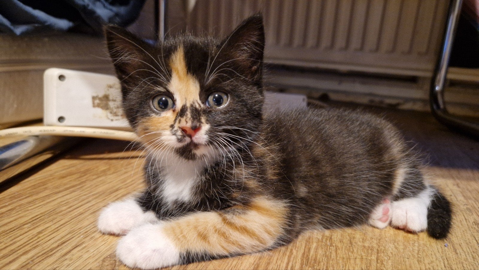 Lieve lapjes kitten, poesje., Poes, 0 tot 2 jaar