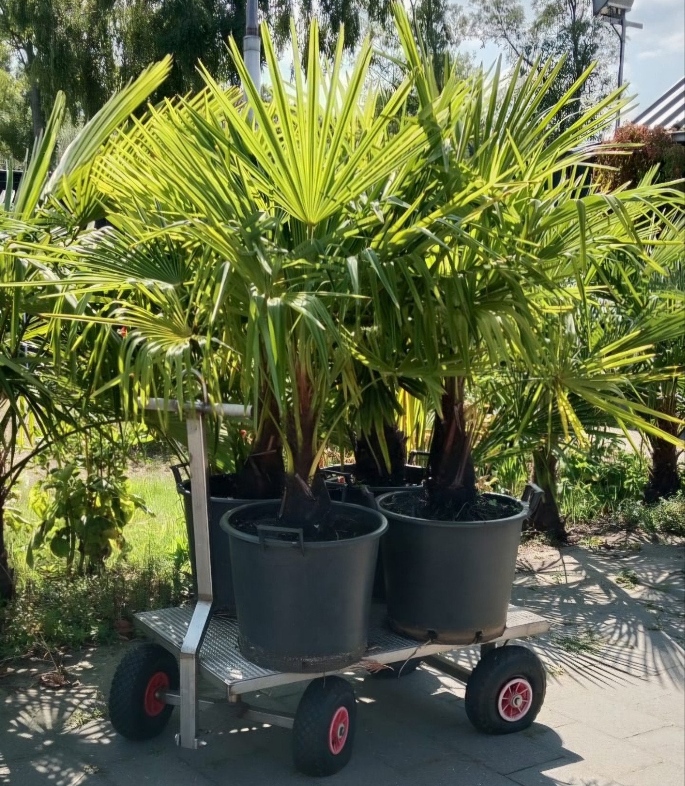Prachtige palmbomen voor een tropische sfeer in uw tuin, Ophalen, Vaste plant, Overige soorten, Volle zon