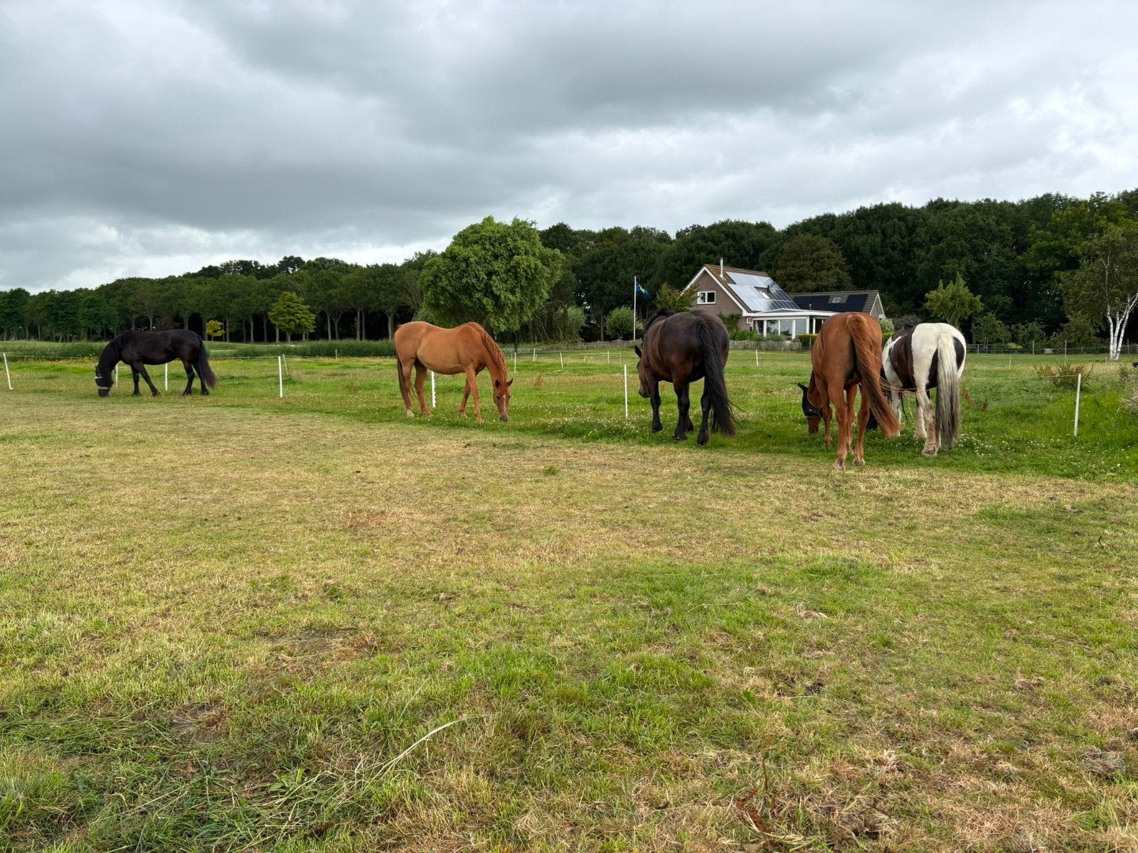 plekje voor paard of pony, Weidegang