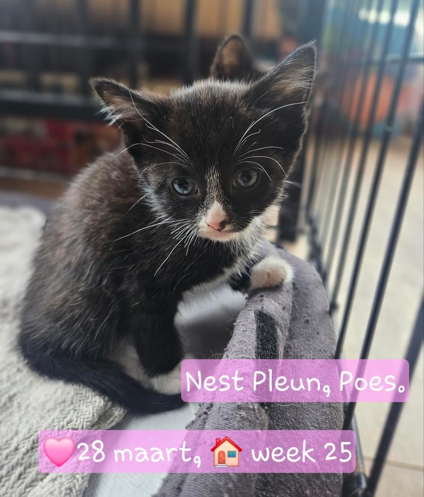 Huiselijke Kittens, Meerdere dieren