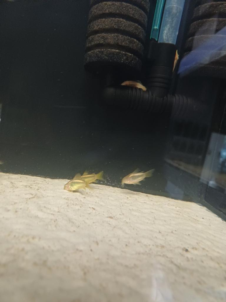 Corydora orange laser, Vis