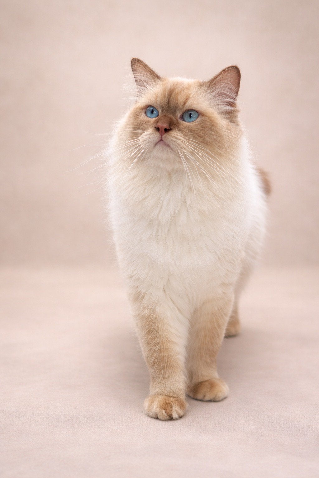 Te koop: Ragdoll kater cinnamon point + poes, Kater, Met stamboom, 0 tot 2 jaar