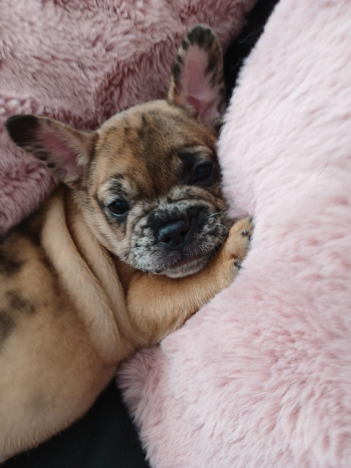 Franse bulldog pup, 8 tot 15 weken, Teef, Bulldog, Eén hond