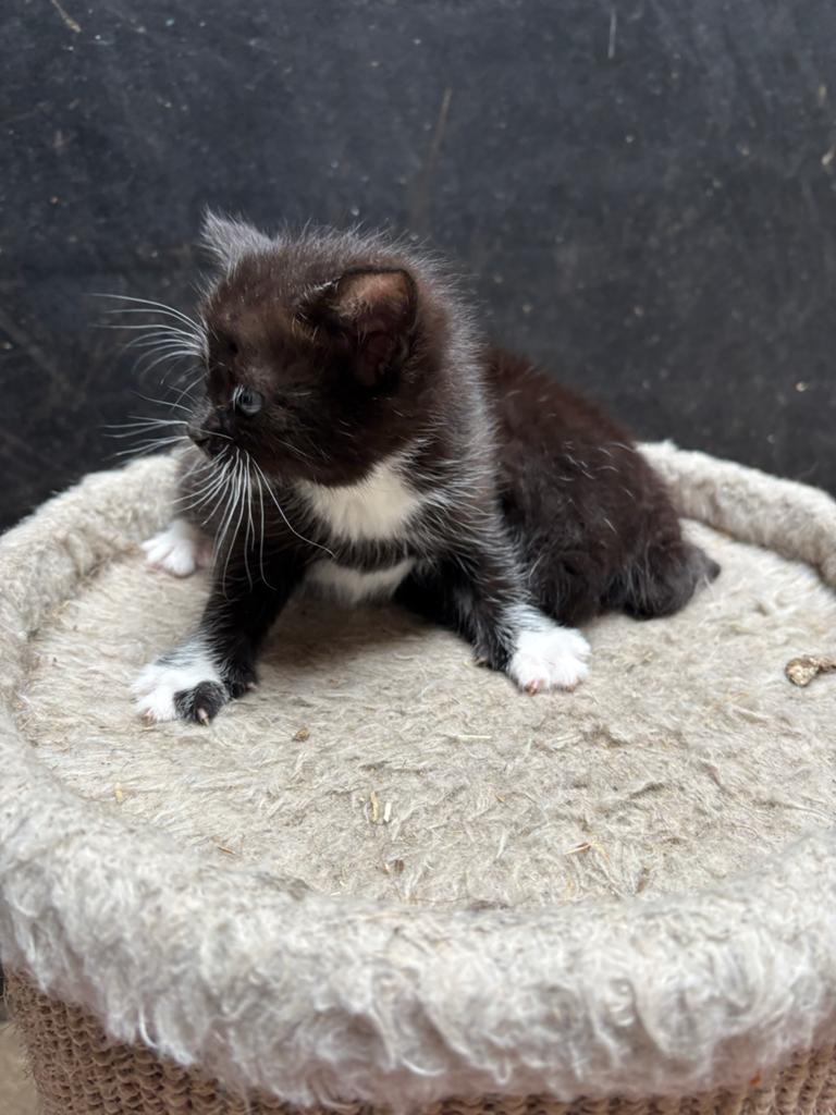 2 mooie kittens te koop ., Meerdere dieren