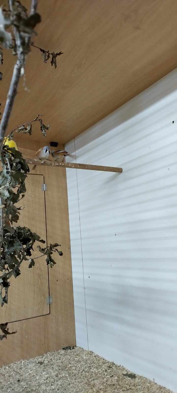 Baardman, Mannelijk, Wildzangvogel, Geringd