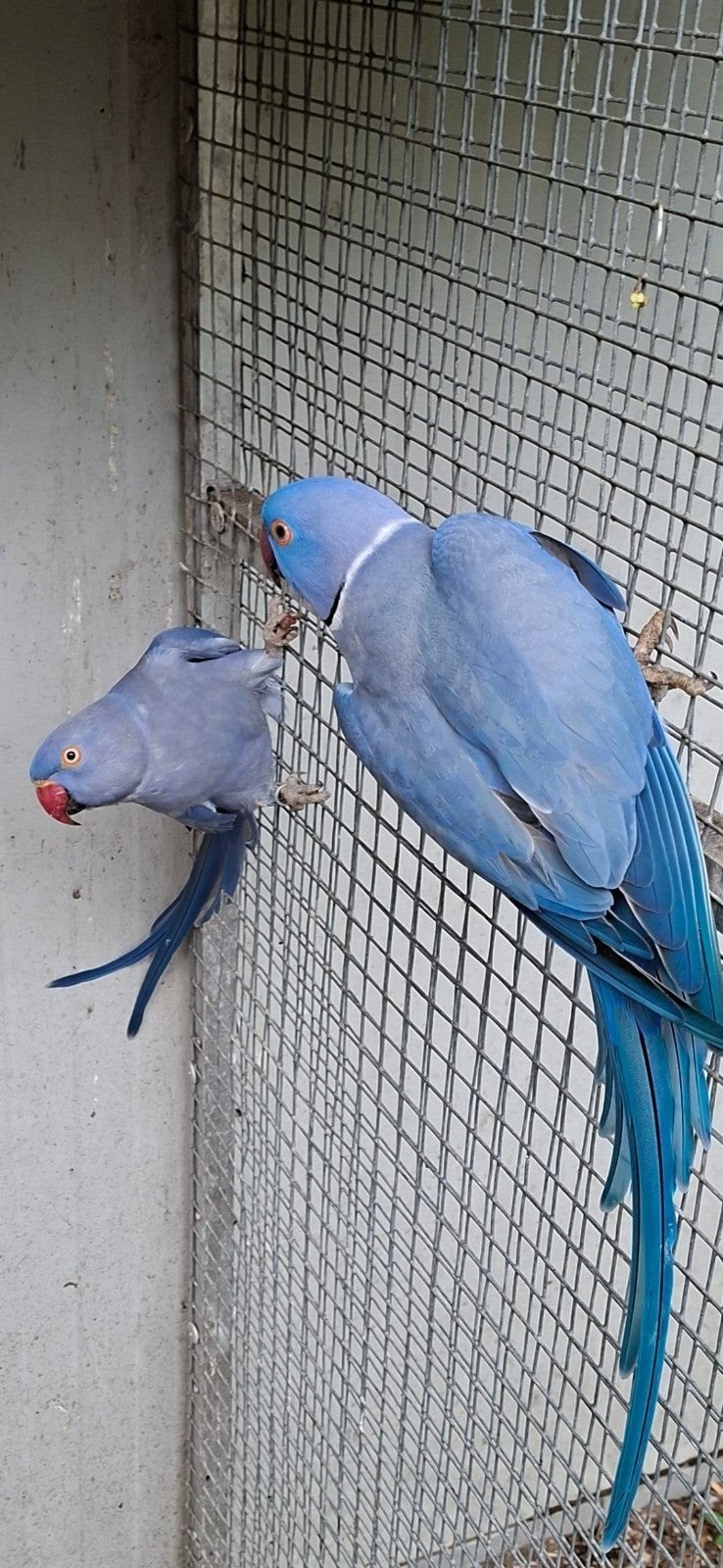 Bewezen koppel violet halsbandparkieten, Dieren en Toebehoren, Vogels | Parkieten en Papegaaien, Meerdere dieren, Parkiet